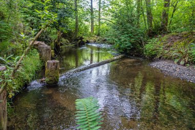 Des Moines Creek Des Moines, Washington'da bir görünümünü.