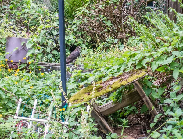 Een Jonge Havik Zit Een Overwoekerde Achtertuin Burien Washington — Stockfoto