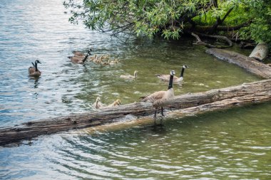 Kanada kazlar anneler yavrularını Tren.