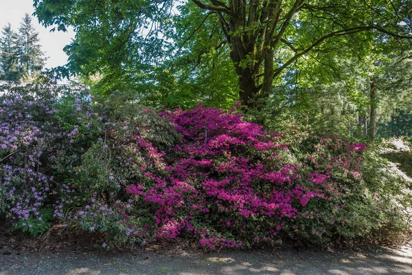 Flores Brillantes Crecen Largo Una Pasarela Federal Way Washington —  Fotos de Stock