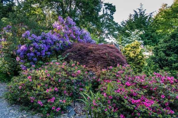 Una Variedad Flores Jardín Seatac Washington —  Fotos de Stock