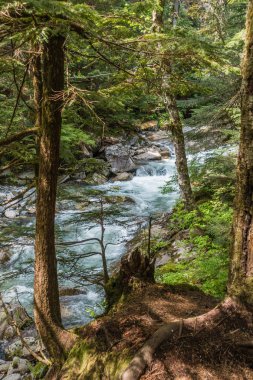 Bir görünümü ile Denny Creek Washington eyaletinde ağaçlarının.