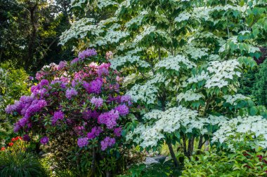 Pembe ve beyaz çiçekleri bir arka plan resmini.