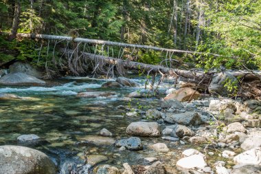Denny Creek Washington eyaletinde temiz su akar.