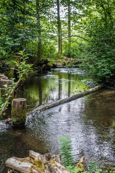 Des Moines Creek Des Moines, Washington'da bir görünümünü.