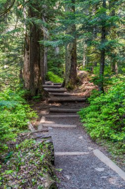 Washington eyaletinde Franklin Falls'a giden yolu bir görünümünü.
