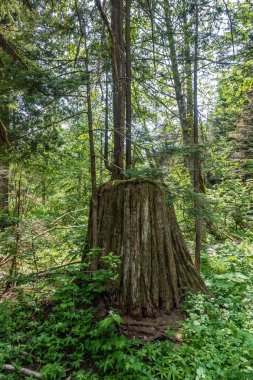 Yeni bir ağaç büyümek bir ağaç kütüğü Pacific Northwest dışında.
