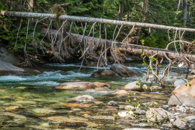 Denny Creek Washington eyaletinde kayaların üzerinden akan su bir görünümünü.