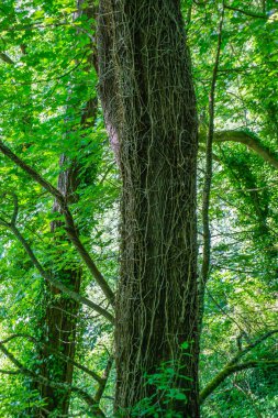 Pacific Northwest bir ağaç ölü üzüm ile kaplıdır.