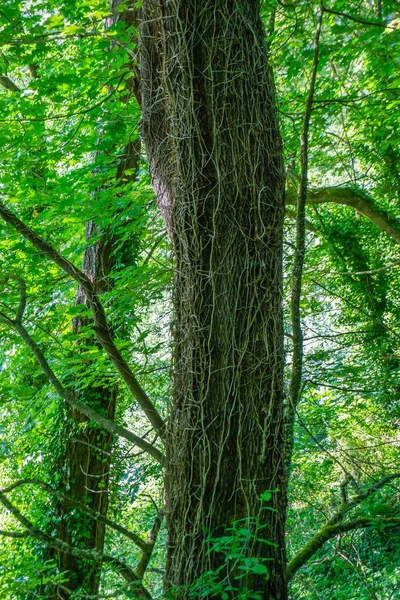 Pacific Northwest bir ağaç ölü üzüm ile kaplıdır.