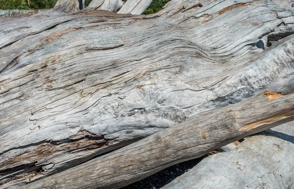 Una Macro Toma Troncos Secos Madera Muerta — Foto de Stock