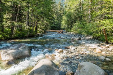 Denny Creek Washington eyaletinde temiz su akar.