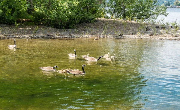 Genç Kanada kazlar therier anneler ile kürek.