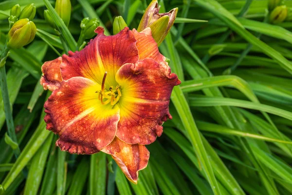 Primer Plano Una Flor Daylilly Amarilla Naranja — Foto de Stock