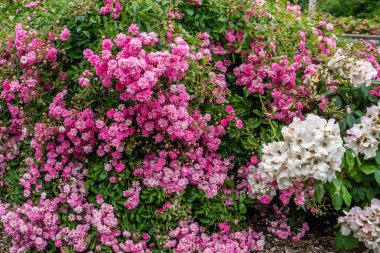 Pembe ve beyaz çiçekler bir arka plan resmini.