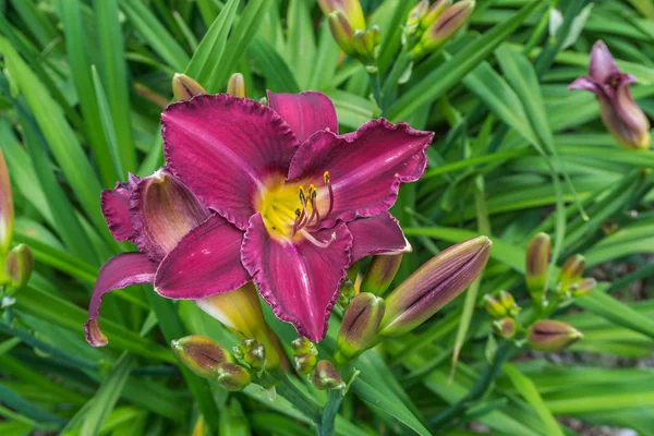 Tiro Close Uma Flor Daylily Amarela Vermelha — Fotografia de Stock