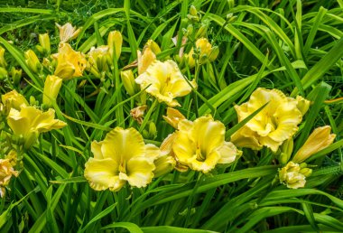 Birçok sarı Daylily flowesrs bir closeup çekim.