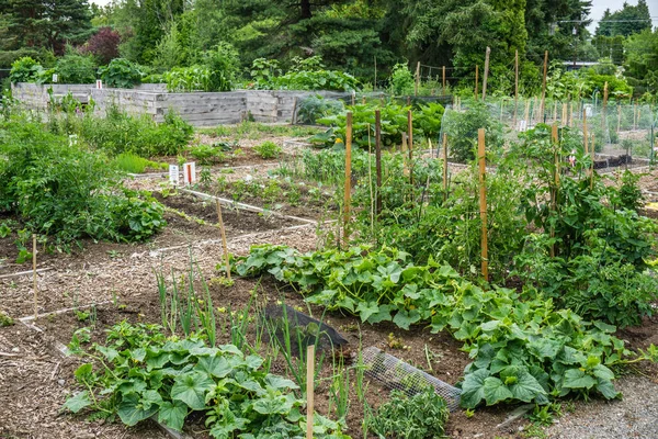 A view of a community garden in Seatac, Washington.