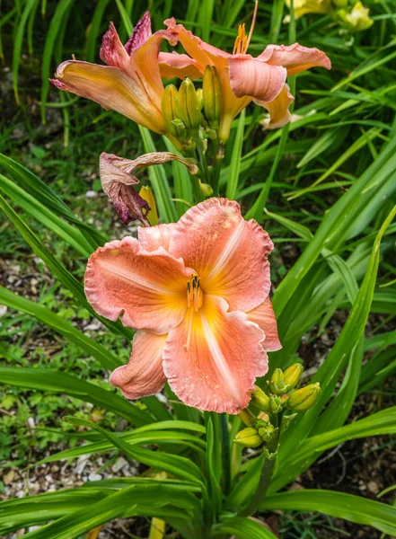 Közelkép Egy Narancssárga Virágról — Stock Fotó