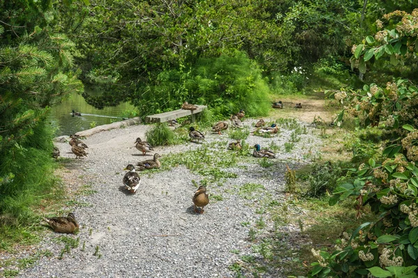 Nap Time Thsee Ducks Normandy Park Washington — Stock Photo, Image