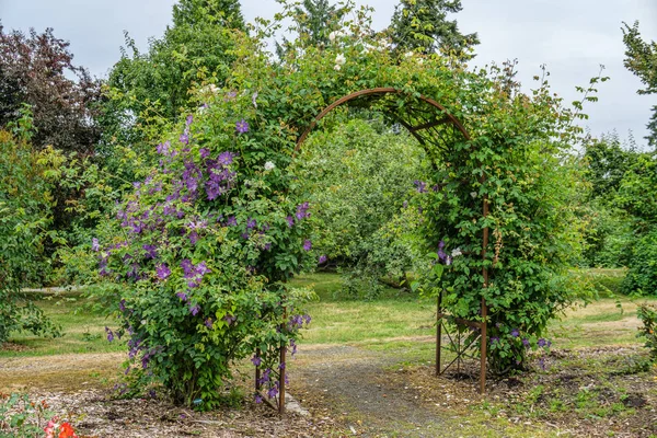 Fiore Viola Crescono Pergolato Metallo Seatac Washington — Foto Stock