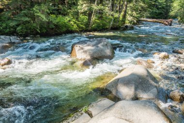 Denny Creek Washington eyaletinde temiz su akar.