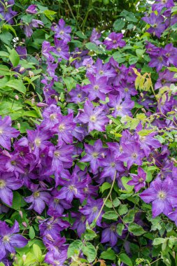 Parlak mor çiçekleri bir arka plan resmini.