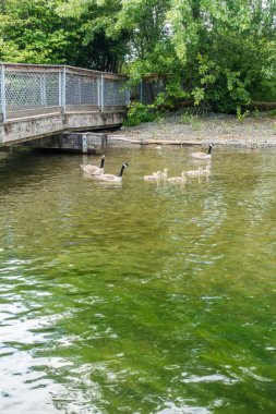 Genç Kanada kazlar therier anneler ile kürek.