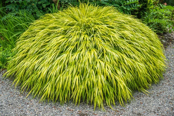 Arbusto Esponjoso Con Delgadas Hojas Amarillas Verdes — Foto de Stock