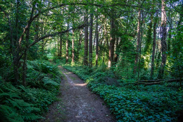 Ścieżka Prowadzi Przez Wiecznie Zielone Drzewa Parku Stanowym Saltwater Des — Zdjęcie stockowe