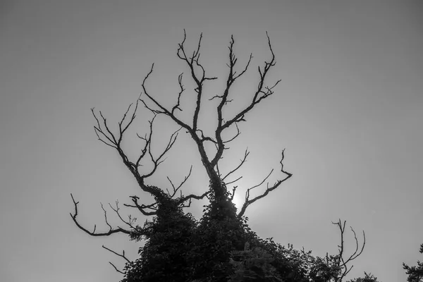 裸露的树枝与太阳的背后 — 图库照片
