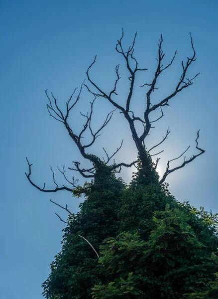 Kale Takken Met Zon Achter — Stockfoto