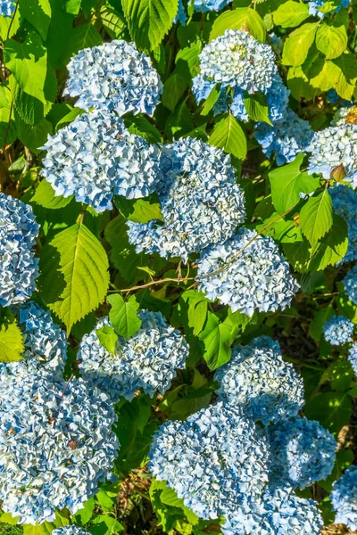 Une Photo Fond Fleurs Bleues Hortensia — Photo