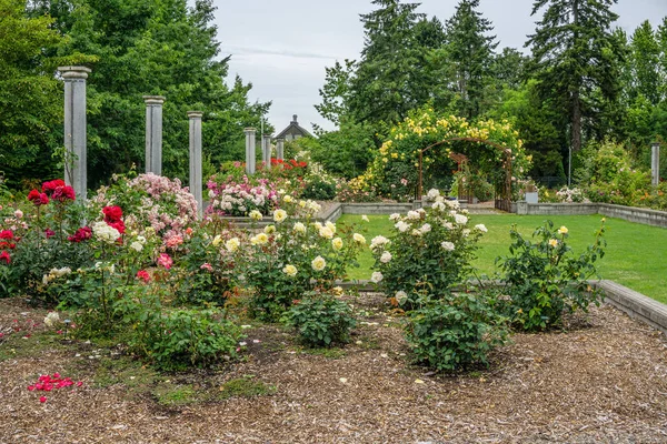 Jardín Rosas Rodea Patio Seatac Washington —  Fotos de Stock