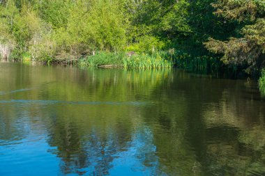 Sarı çiçek Normandy Park, Washington bir havuzda yansıtılır.