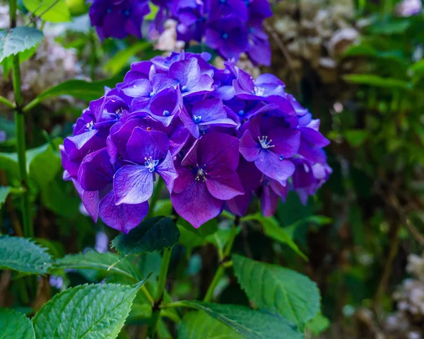 Gros Plan Fleurs Pourpres Hortensia — Photo