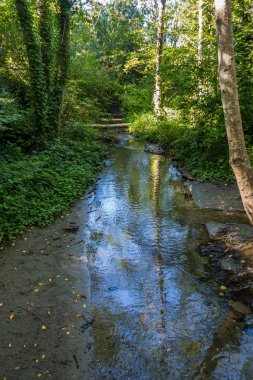 Küçük bir dere Pacific Northwest çevreleyen yeşillik yansıtır.