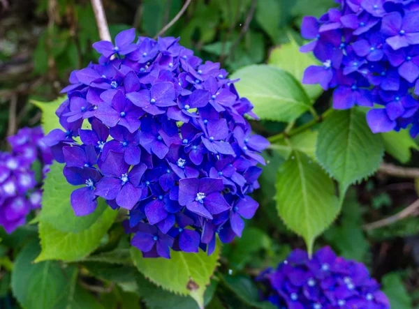 Gros Plan Fleurs Bleues Hortensia — Photo