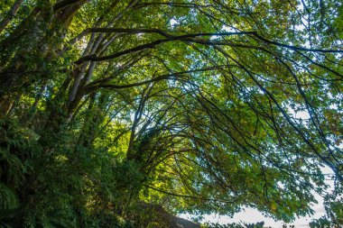 Washington eyaletinde Dash Point Devlet Parkı, dalga bir okyanus gibi akmaya dalları gibi görünüyor.