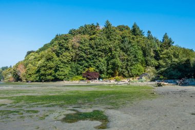 Ağaçlar bir tepe Dash noktası State Park Washington eyaletinde, kapak.