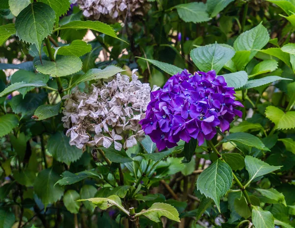 Primer Plano Flores Hortensia Púrpura —  Fotos de Stock