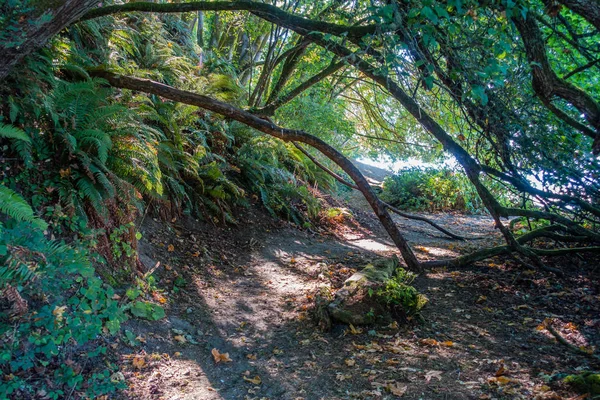 Luz Brilha Através Árvores Que Cobrem Caminho Dash Point State — Fotografia de Stock