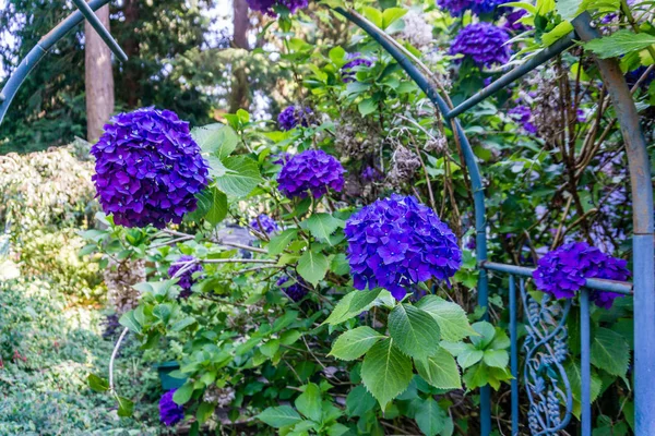 Primer Plano Flores Azules Hortensias — Foto de Stock