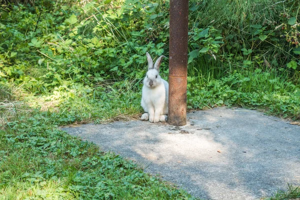 Белый Кролик Сидит Ржавого Металлического Столба Парке Дэш Поинт Штат — стоковое фото
