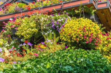 Tencere bir evin önünde çiçekler açar.