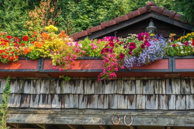 Çiçek overlfow Batı Seattle, Washington'da bir evin çatı yakınındaki bir çiçek kutusu.