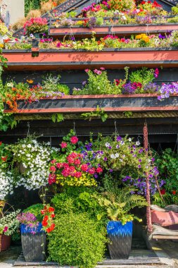 Tencere bir evin önünde çiçekler açar.