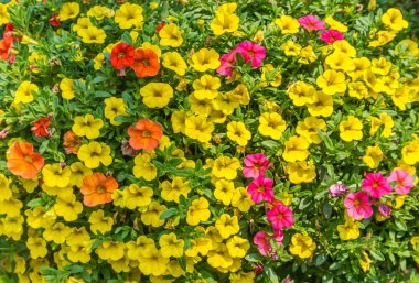 Bir arka plan resmini küçük çoğunlukla sarı çiçekler.