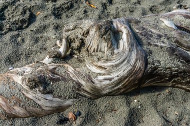 Gnarly dalgaların karaya attığı odun kum ile kısmen kapsanan bir closeup çekim.