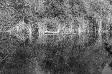 Bitki örtüsü ve kuşlar bu gölde Normandy Park, Washington yansıtılır. Siyah beyaz resim.